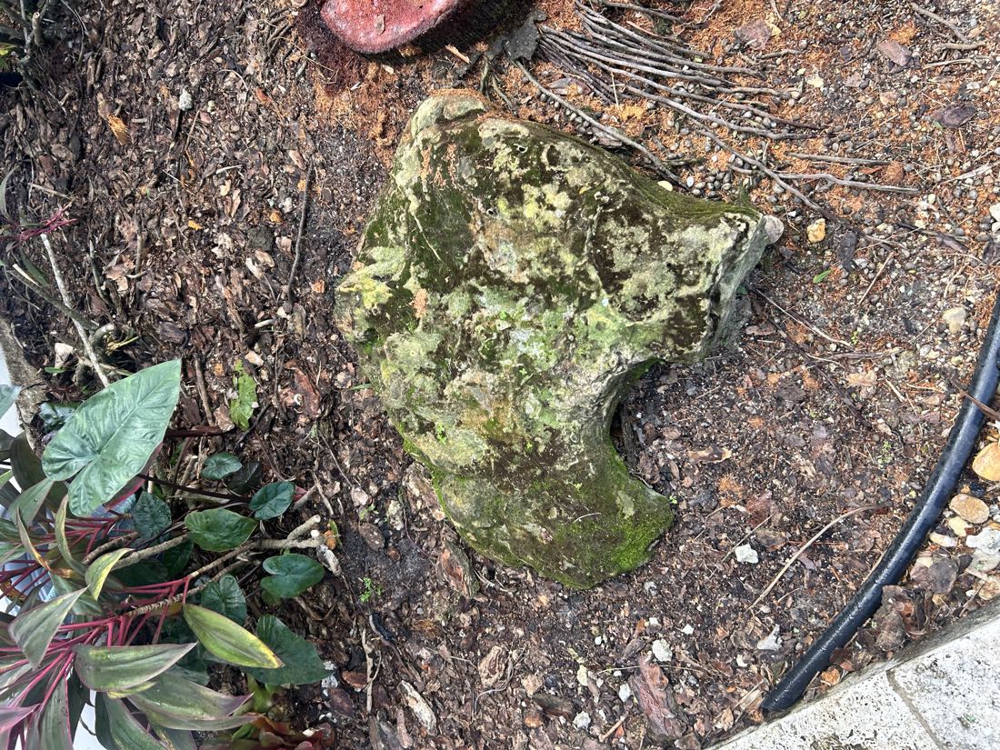 Before: a large landscape rock covered in green moss and algae